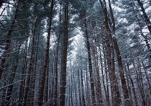 Crown Of Asteria : Winter's Lantern